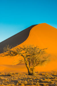 Acacia tree before the giant sand Dune 45, Namib-Naukluft National Park, Namibia Acacia tree before the giant sand Dune 45, Namib-Naukluft National Park, Namibia